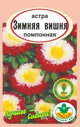 астра ЗИМНЯЯ ВИШНЯ помпонная / АГРО САД / НОВИНКА !!!